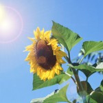 夏熱中症注意！