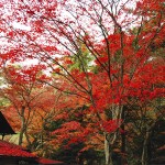 久しぶりの広島観光